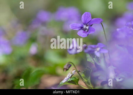 Inizio dog-violetto (viola reichenbachiana) fiore. Fiore viola di bosco Piante in famiglia Violaceae Foto Stock