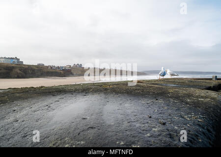 I gabbiani sul molo di Whitby con vista su tutta la spiaggia, North Yorkshire, Regno Unito Foto Stock