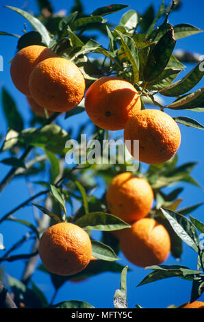 Close up di arance crescente su albero Foto Stock