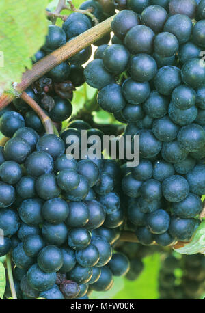 Vitis vinifera ÔMerlotÕ Foto Stock