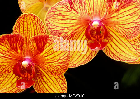 Phalaenopsis BaldanÕs Caleidoscopio ÔGolden TreasureÕ Foto Stock