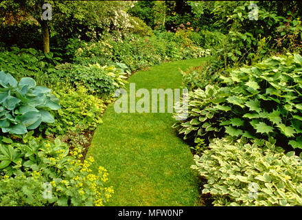 Giardino con percorso di erba e piantagioni di Hosta sieboldiana (sinistra), Hosta ÔThomas HoggÕ (a destra), Kirengeshoma palmate (destra Ð foglie verdi), Aegopodium Foto Stock