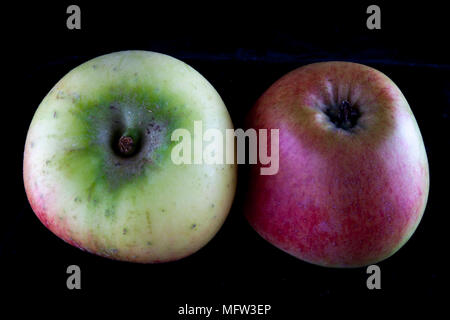 Antico tedesco Apple Cultivar 'Rheinland Ruhm' Foto Stock