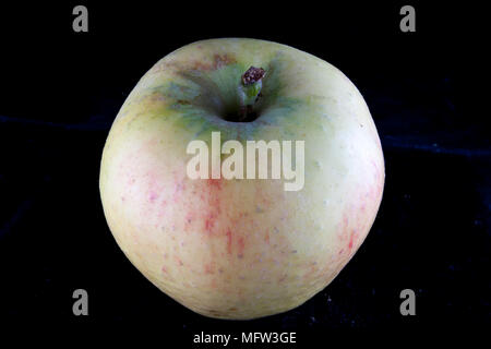 Antico tedesco Apple Cultivar 'Rheinland Ruhm' Foto Stock