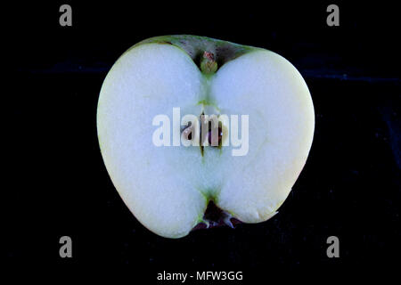 Antico tedesco Apple Cultivar 'Rheinland Ruhm' Foto Stock