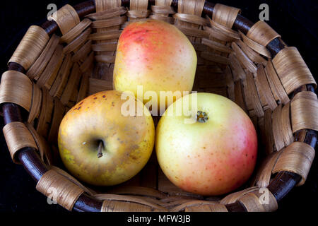 Antico tedesco Apple Cultivar 'Landsberger Renette' Foto Stock