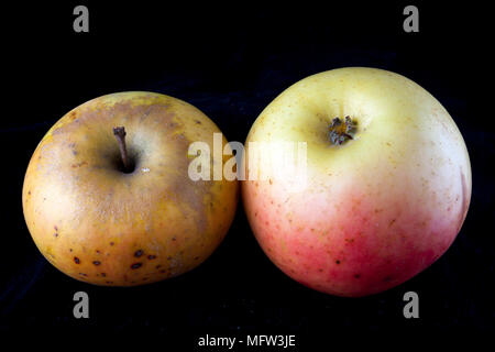 Antico tedesco Apple Cultivar 'Landsberger Renette' Foto Stock