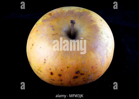 Antico tedesco Apple Cultivar 'Landsberger Renette' Foto Stock