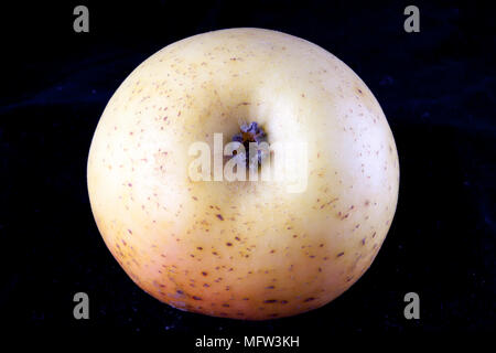 Antico tedesco Apple Cultivar 'Landsberger Renette' Foto Stock