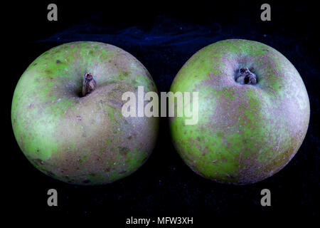 Antico tedesco Apple Cultivar 'Graue Herbstrenette' Foto Stock