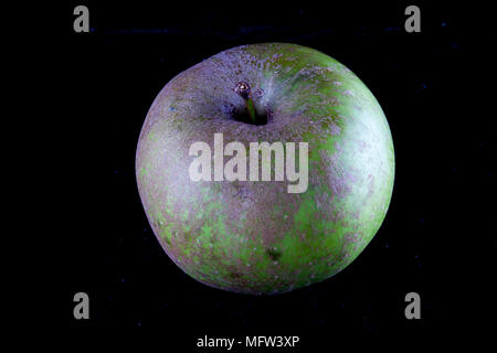 Antico tedesco Apple Cultivar 'Graue Herbstrenette' Foto Stock