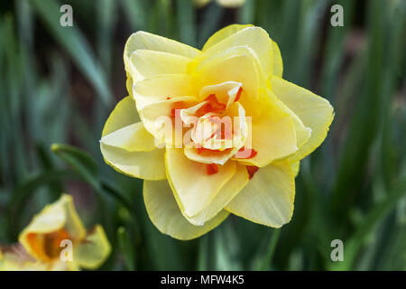 Narciso Tahiti, Daffodil Foto Stock