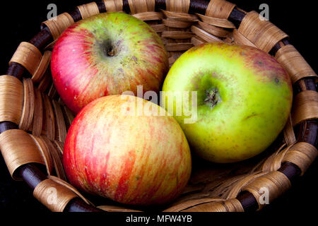 Antico tedesco Apple Cultivar 'Eifeler Rambur' Foto Stock