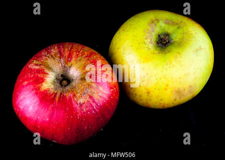 Antico tedesco Apple Cultivar 'Eifeler Rambur' Foto Stock