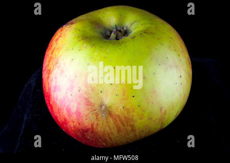 Antico tedesco Apple Cultivar 'Eifeler Rambur' Foto Stock