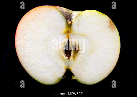 Antico tedesco Apple Cultivar 'Eifeler Rambur' Foto Stock