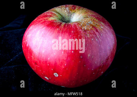 Antico tedesco Apple Cultivar 'Eifeler Rambur' Foto Stock