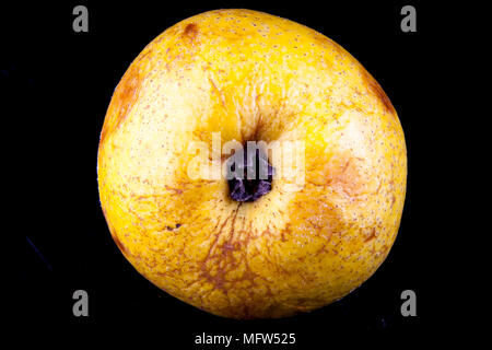 Antico tedesco Apple Cultivar 'Degers Renette' Foto Stock