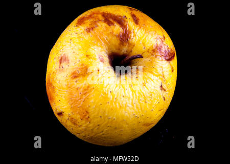 Antico tedesco Apple Cultivar 'Degers Renette' Foto Stock