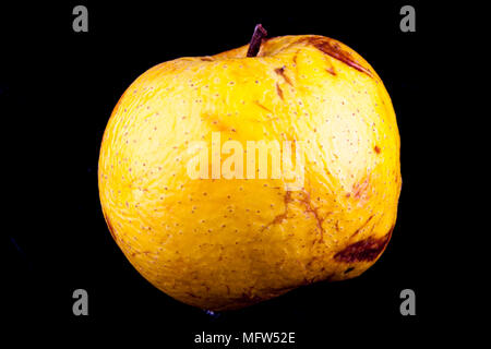 Antico tedesco Apple Cultivar 'Degers Renette' Foto Stock