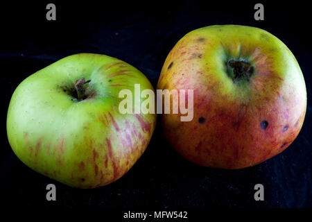 Antico tedesco Apple Cultivar 'Breitauge' Foto Stock