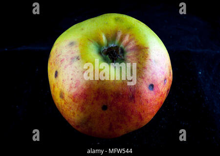 Antico tedesco Apple Cultivar 'Breitauge' Foto Stock