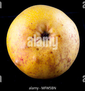 Antico tedesco Apple Cultivar 'Degers Renette' Foto Stock