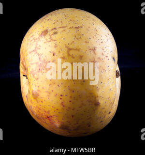 Antico tedesco Apple Cultivar 'Degers Renette' Foto Stock