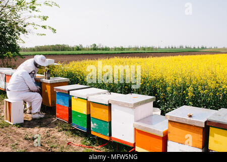 Gli apicoltori lavorando su apiario nella bella giornata di sole Foto Stock