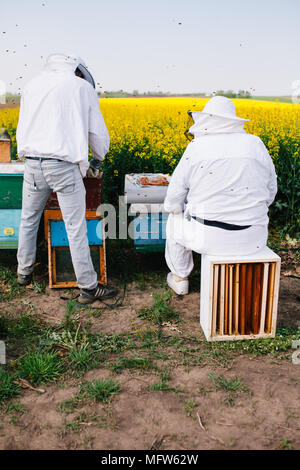 Vecchio apicoltore riposo, mentre la giovane lavorare con le api Foto Stock