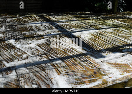 Verde e sporchi coperti di alghe giardino decking in procinto di essere puliti con detergente chimico. Foto Stock