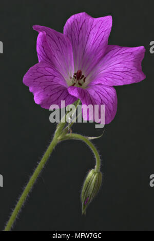 Geranium sanguineum sanguinosa Cranesbill; fiori dettaglio Foto Stock