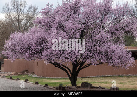 New Mexico trees in bloom Foto Stock