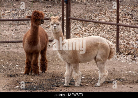 Lama Foto Stock