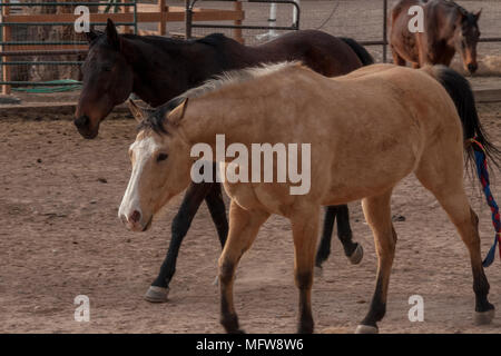 I cavalli di Corrales, Nuovo Messico Foto Stock