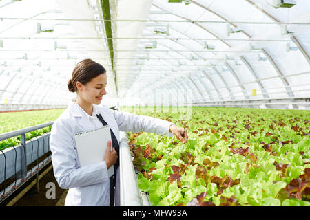 Giovani caucasici attraente donna in bianco il controllo globale crescente di lattuga in serra commerciale e sorridente con gioia Foto Stock