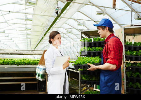 Femmina attraente ingegnere agricolo comunicante con un giovane lavoratore di sesso maschile di contenimento di lattuga fresca in serra industriale Foto Stock
