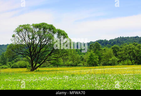 La Valle di narcisi è unica area dove narcisi selvatici (wild narcisi) sono relitto da Ice Age. È situato vicino a Khust in Ucraina Foto Stock