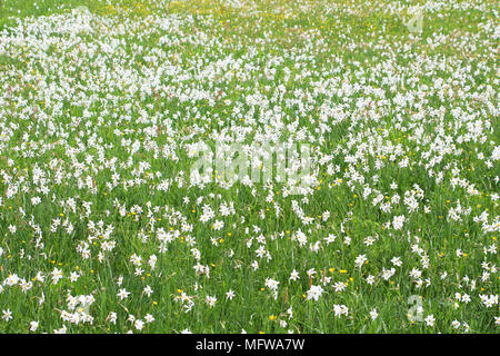 Valle dei narcisi in Khust, Ucraina - in maggio ci sono il tarassaco e narcisi Foto Stock