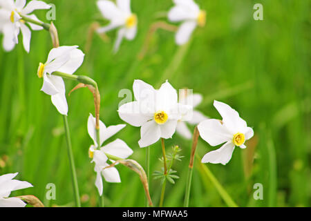 Narcisi in Khust, Ucraina - in maggio ci sono il tarassaco e narcisi sulla Valle dei narcisi Foto Stock