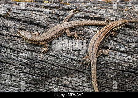 Due comuni lucertole della parete (Podarcis muralis / Lacerta muralis) crogiolarsi al sole su scorched tronco di albero Foto Stock