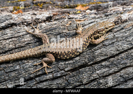 Comune di lucertola muraiola (Podarcis muralis / Lacerta muralis) crogiolarsi al sole su scorched tronco di albero Foto Stock