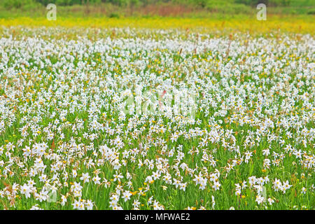 Valle dei narcisi in Khust, Ucraina - in maggio ci sono il tarassaco e narcisi Foto Stock