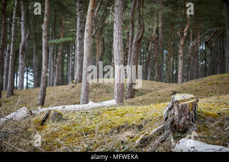 Formby, Borough di Sefton, Merseyside England. dune di sabbia sulle spiagge del castello Foto Stock