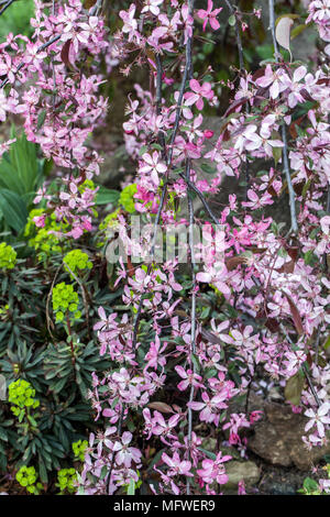 Ornamentali a sbalzo melo, Malus bellezza regale, Euphorbia Foto Stock