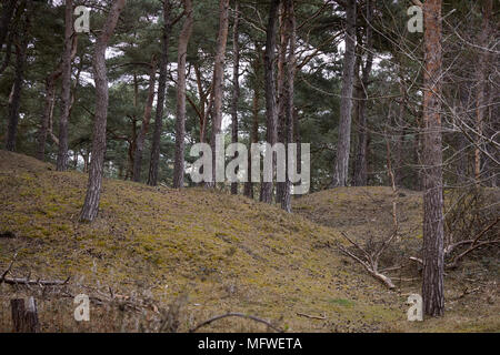 Formby, Borough di Sefton, Merseyside England. Freshfield riserva scoiattolo Foto Stock