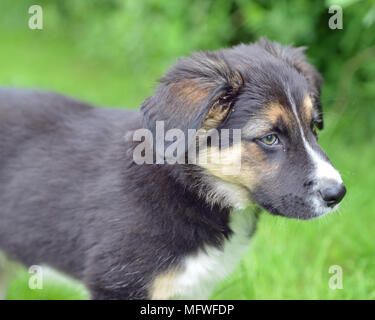 Border collies cucciolo Foto Stock