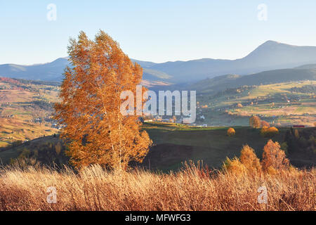 Shiny faggio sul pendio di una collina con raggi di sole a valle di montagna. Stupenda scena di mattina. Rosso e giallo Foglie di autunno. Ubicazione posto dei Carpazi, Ucraina, l'Europa. Foto Stock