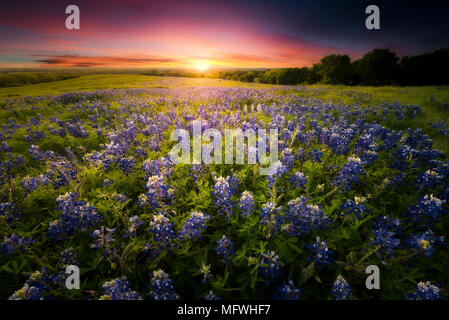 Texas Bluebonnet Tramonto Foto Stock