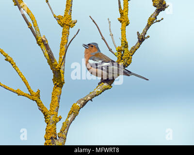 Fringuello Fringilla coelebs maschio in hedge Foto Stock